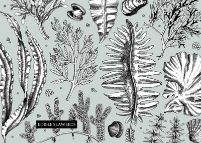 Seaweed vector background in sketch style. Edible algae - golden kelp, wakame, kombu, hijiki, and Irish moss drawings. Underwater plant botanical illustration Healthy food, cosmetics ingredients